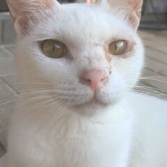 助けてください‼️家猫と喧嘩する白猫がすり寄ってきます😿