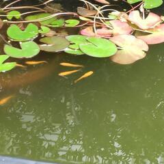 画像のもの全ての画像