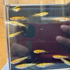 メダカ＆レクリスの画像