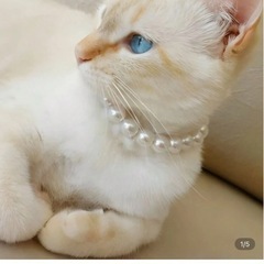 【動物用サイズ】ウェディングドレス ・パールネックレスの画像