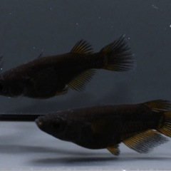 めだか　ジブア　1ペアの画像
