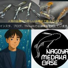 大型発泡スチ容器各種‼️♢名古屋改良メダカ直売所♢店頭無料配布‼️♢の画像