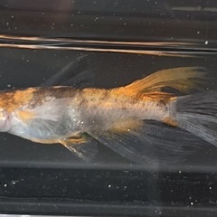 8月25日メダカ各種の画像
