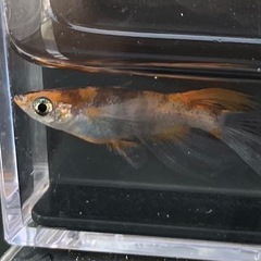 8月25日メダカ各種の画像