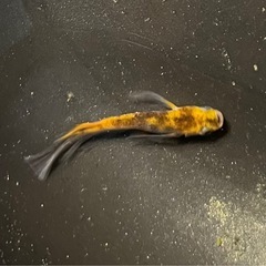 8月25日メダカ各種の画像