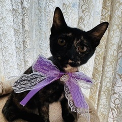 ３ヶ月半！可愛いすぎるサビ猫姉妹、けいちゃん♡