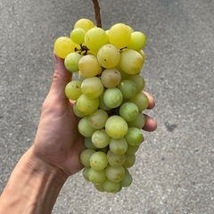 業者さん向け。加工用。￥500/1kgの画像