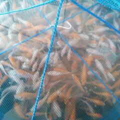錦鯉稚魚　鯉の赤ちゃんの画像