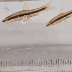 ムギツクの幼魚の画像