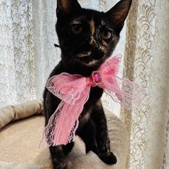 ３ヶ月半！可愛いすぎるサビ猫姉妹、つーちゃん♡