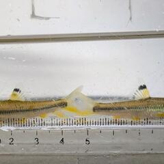 ビワヒガイの画像