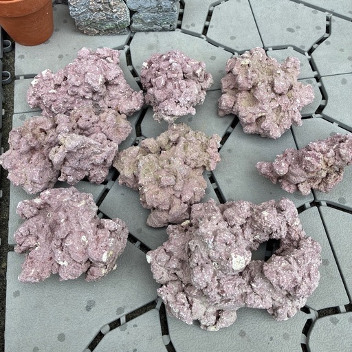 マメライブロック