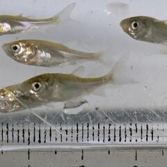 ハクレンの幼魚の画像