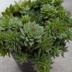 多肉植物/リトープスとセンペルビウムの4個セット【【半額】】の画像