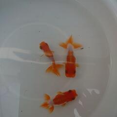 😆らんちゅう2歳(6,0〜7,0cm前後)更紗/金魚の画像
