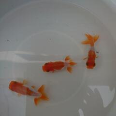 😆らんちゅう2歳(6,0〜7,0cm前後)更紗/金魚の画像