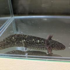 ウーパールーパー　マーブル　金ラメ？　ショートテール？の画像
