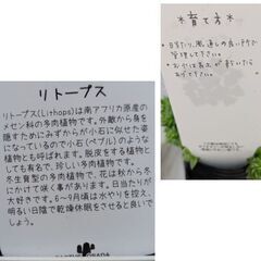 多肉植物/リトープスとセンペルビウムの4個セット【【半額】】の画像