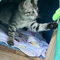 キジトラさん3匹　生後約1ヶ月位 - 猫