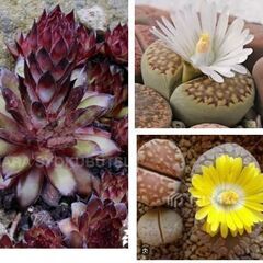 多肉植物/リトープスとセンペルビウムの4個セット【【半額】】の画像