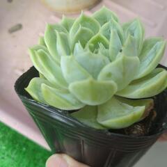 多肉植物　オウンスローの画像