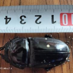 ホームセンター血統小さいけどオオクワガタ１ペア800円の画像