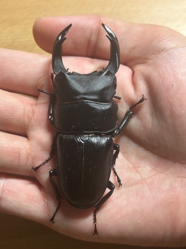 久留米産オオクワガタ成虫ペア