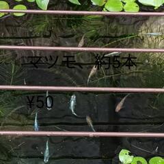メダカ稚魚10匹、メダカ餌15g、水草3種の画像