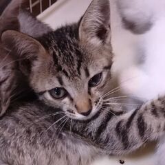 生後1ヶ月半の子猫