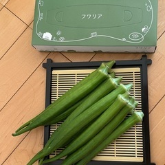 【無料になるかも！】家庭菜園　無農薬　　丸オクラ八尺オクラ15本の画像