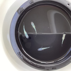 驚安❗️ メダカ　草餅　若魚　2ぺア