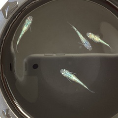 驚安❗️ メダカ　草餅　若魚　2ぺアの画像