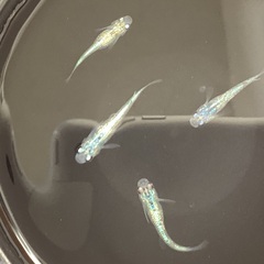 驚安❗️ メダカ　草餅　若魚　2ぺアの画像
