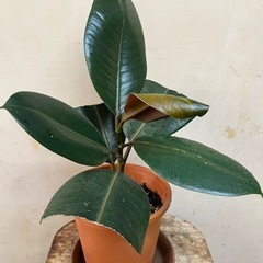 フィカス　バーガンディ　観葉植物　園芸　ガーデニングの画像