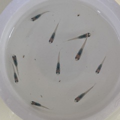 驚安❗️ メダカ　深海　若魚　画像全ての画像