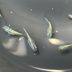メダカ　サファイア　若魚　5匹価格の画像