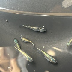 メダカ　サファイア　若魚　5匹価格の画像