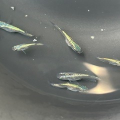 メダカ　サファイア　若魚　5匹価格の画像