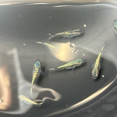 メダカ　サファイア　若魚　5匹価格の画像