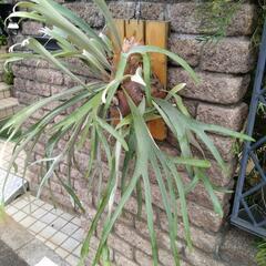 ビカクシダ　ビーチーの画像