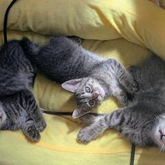 3匹の元気な兄妹です。