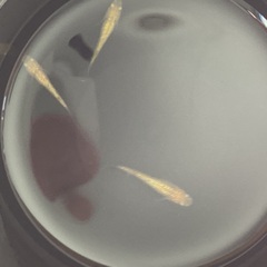 驚安❗️ メダカ　サンシャイン　若魚　雌3の画像