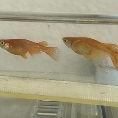 メダカ　皇帝松井ヒレ長　若魚 3匹価格の画像