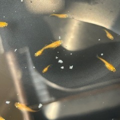 メダカ　皇帝松井ヒレ長　若魚 3匹価格の画像