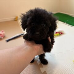 【特典あり‼︎】総額12万円　ご飯大好き！聞き分けの良い子