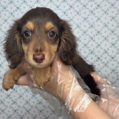 【特典あり‼︎】総額18万円　ちょっぴりマヌケな元気っこ