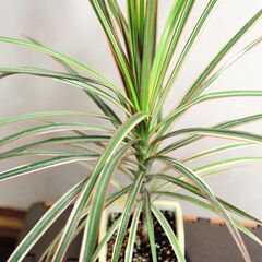 観葉植物　ドラセラ・コンシンネ・レインボー　陶器鉢付きの画像