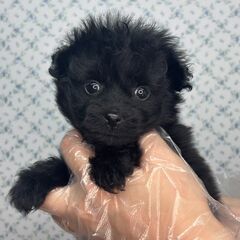 【特典あり‼︎】総額15万円　くりっくりなウルウルお目目な僕
