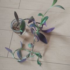 お世話が簡単な植物たちの画像