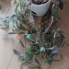 お世話が簡単な植物たちの画像